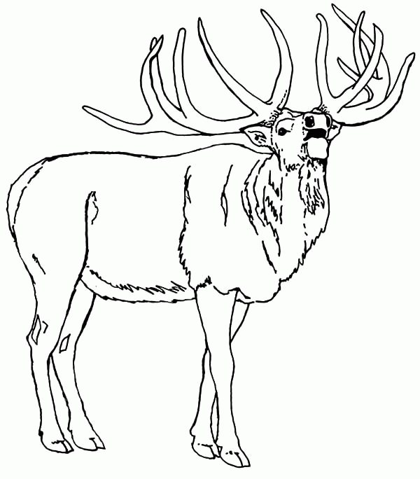 wapiti coloring pages - photo #19