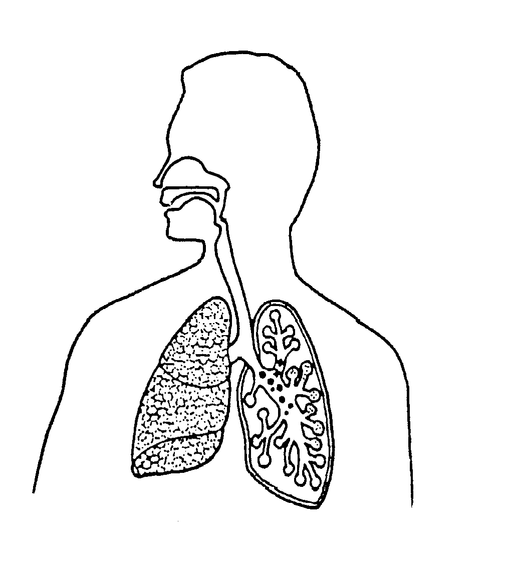Respiratory System Coloring Page - Coloring Home