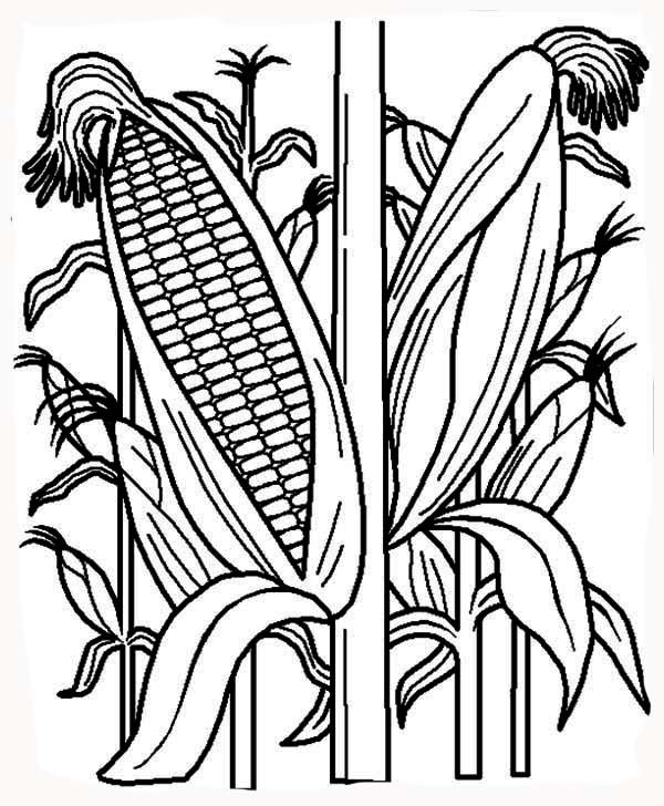 Indian Corn Coloring Sheet Page 1
