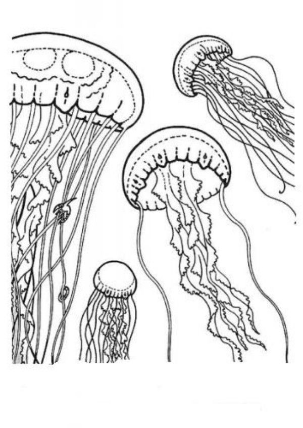 jellyfish coloring pages for kids