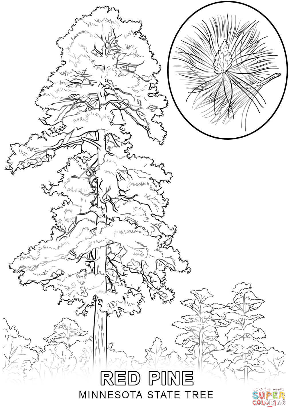 Minnesota State Tree coloring page | Free Printable Coloring Pages