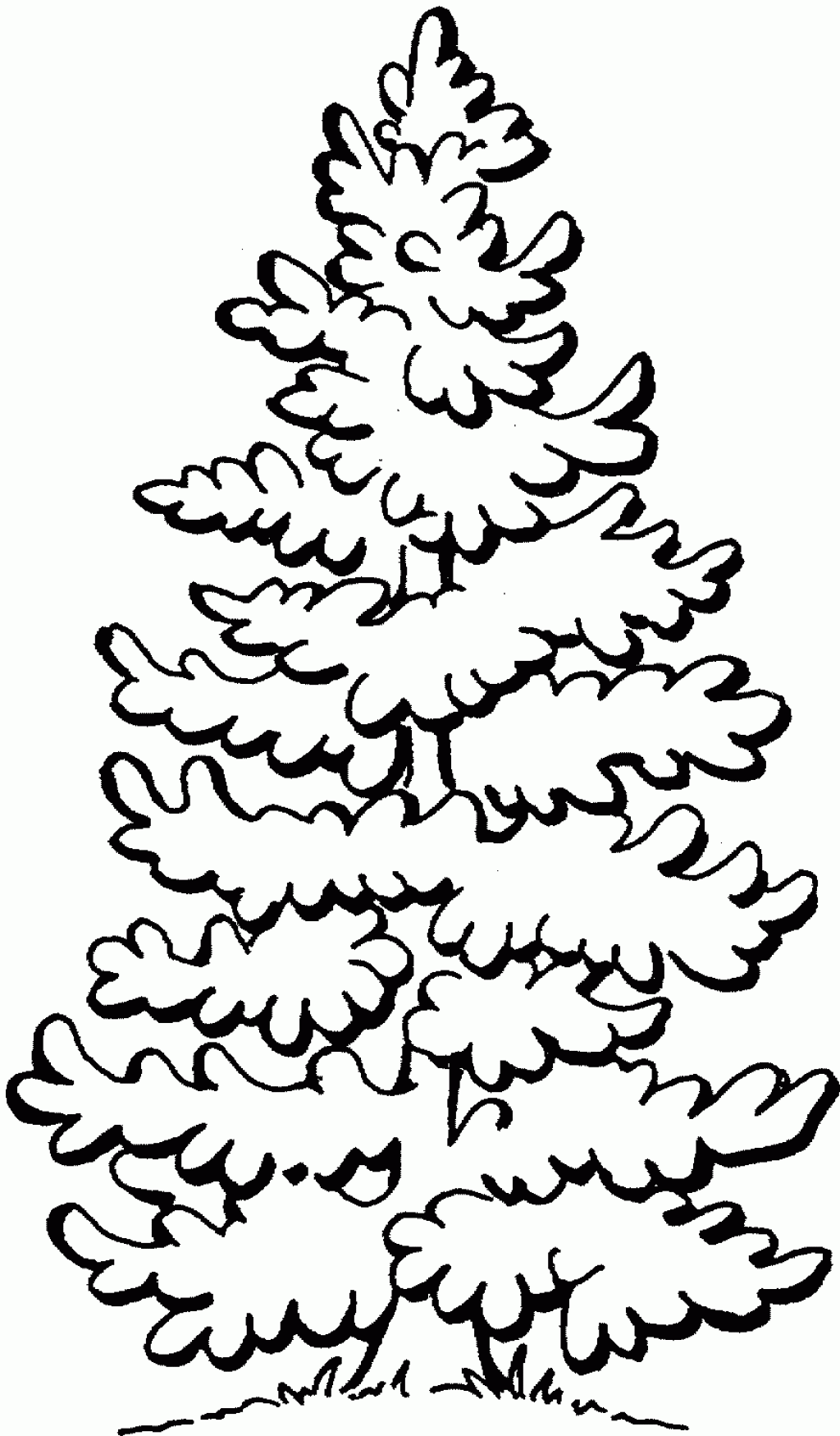 evergreen-tree-outline-coloring-home