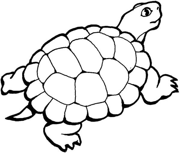 Beautiful Turtle Coloring Page | Coloring Sun