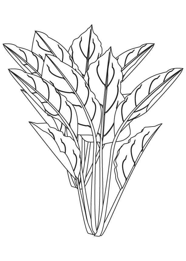 Spinach flowering plant coloring page | Download Free Spinach flowering  plant coloring page for kids | Best Coloring Pages