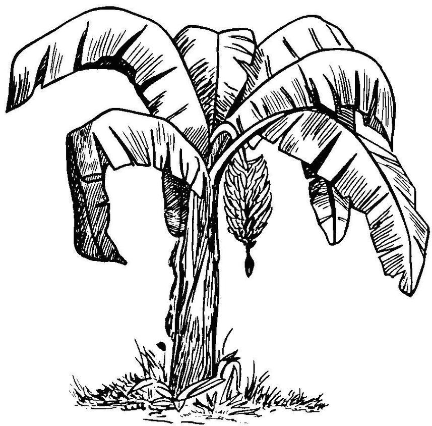 Banana Tree Drawing Clipart - Free to use Clip Art Resource