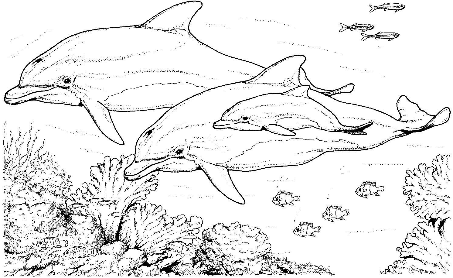 Dolphin For Kids - Coloring Pages for Kids and for Adults