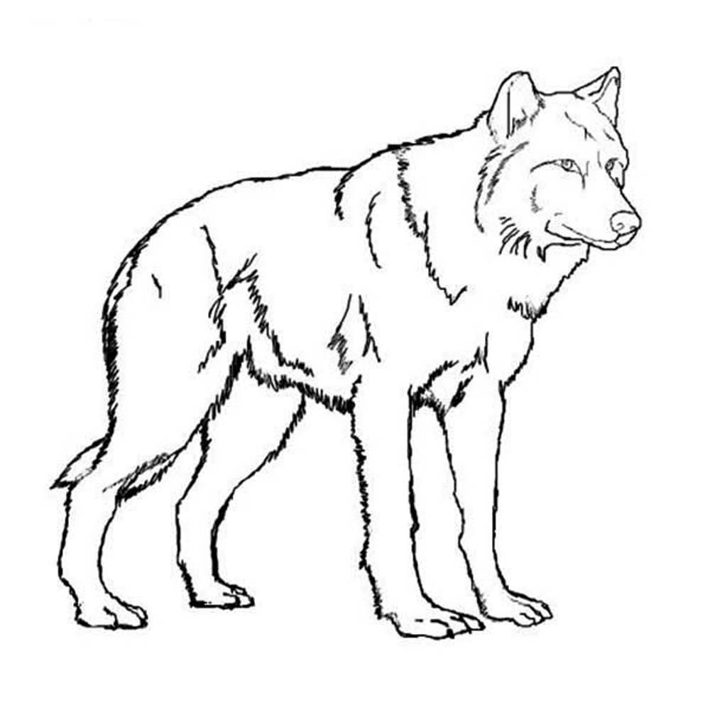 Baby Wolf Coloring Pages To Print - Coloring Home
