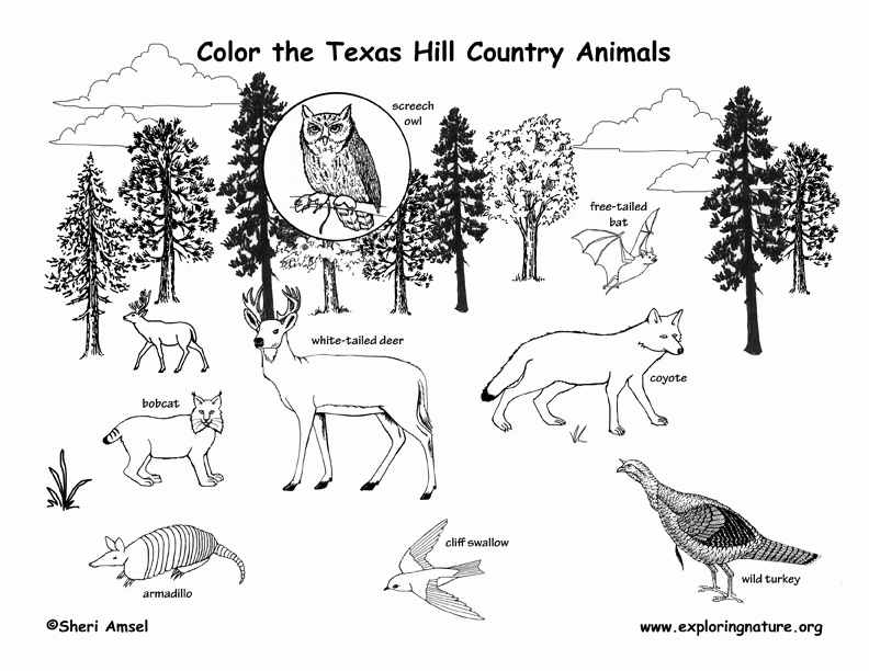 6 Pics of Prairie Animals Coloring Pages - Prairie Habitat ...