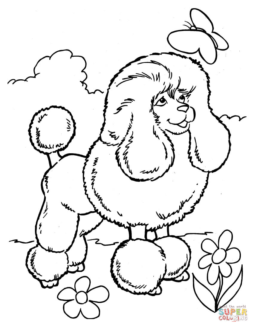 Poodle coloring page | Free Printable Coloring Pages