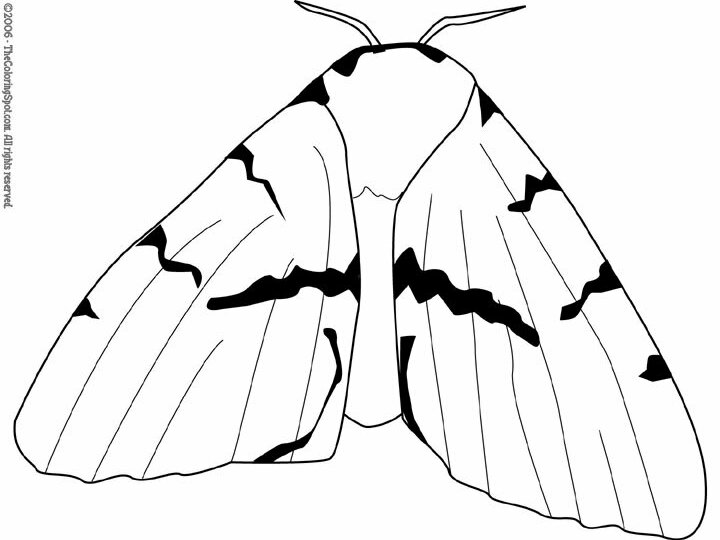 Gypsy Moth Coloring Page | Audio Stories for Kids | Free Coloring Pages |  Colouring Printables