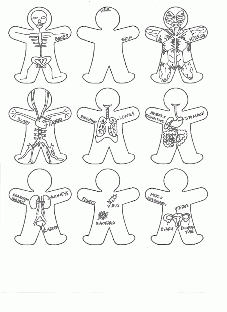 Human Body Coloring Pages For Preschoolers Human Body Systems