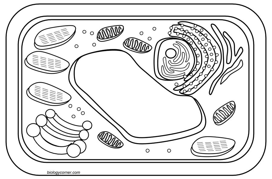 Plant Cell Coloring Page - eColors