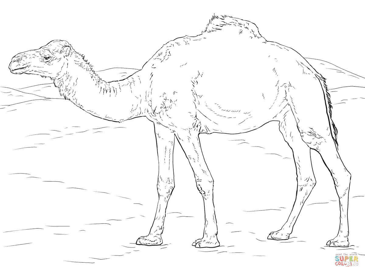 Realistic Dromedary Camel coloring page | Free Printable Coloring ...