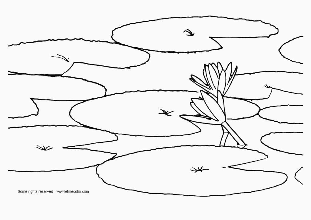 Water lilies coloring pages download and print for free