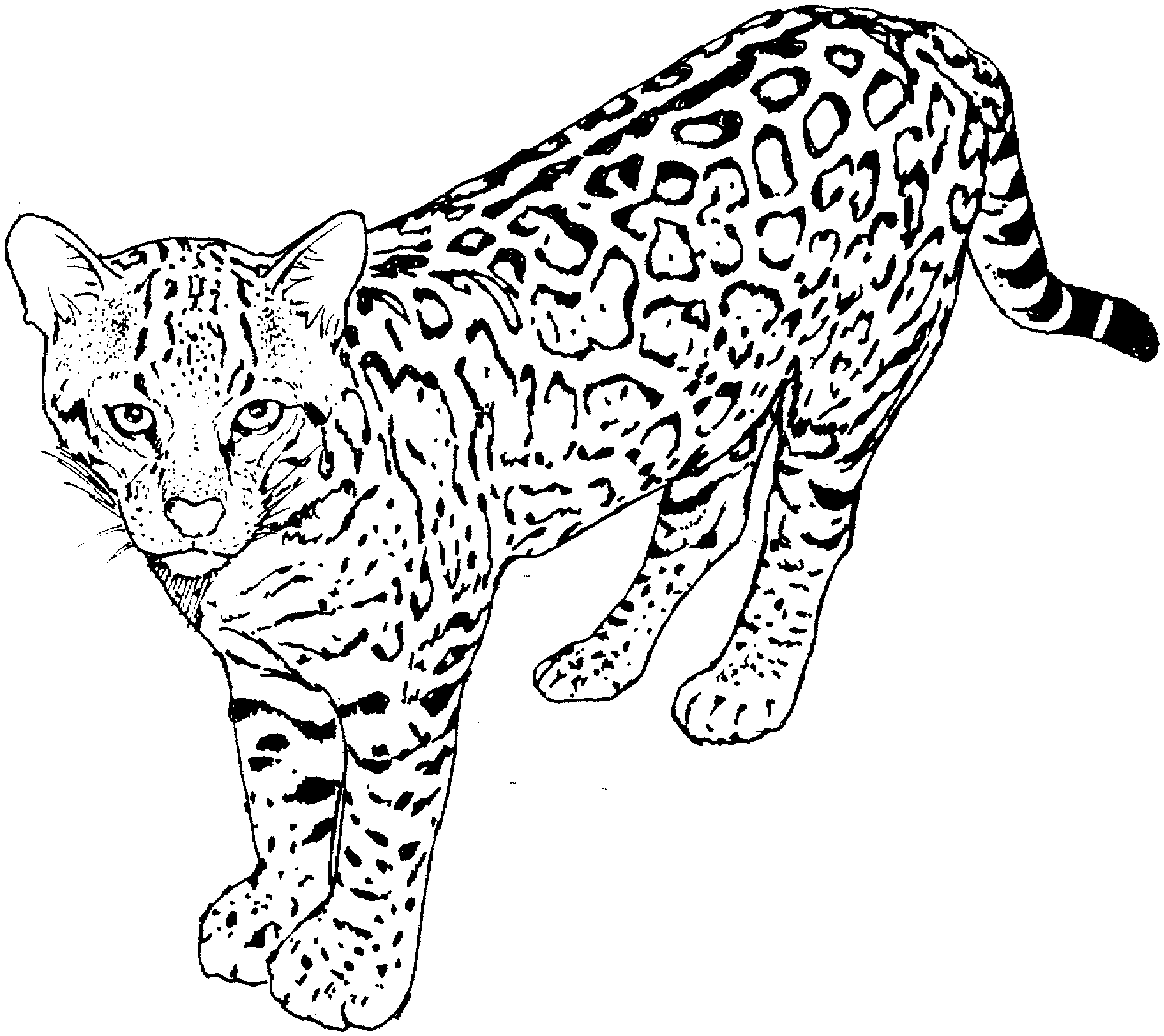 free cat coloring page picture sheet - VoteForVerde.com