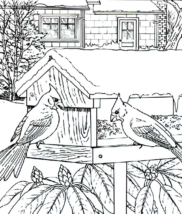 Cardinal Bird House Coloring Page ...coloringsun.com