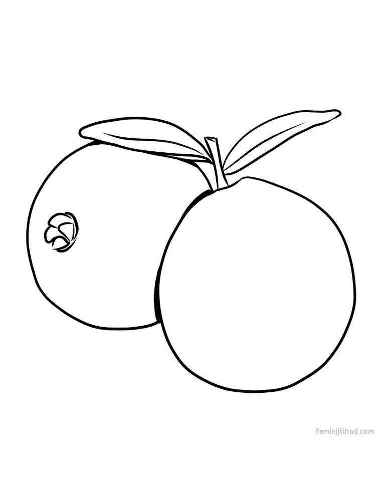 printable guava picture for coloring page | Fruit coloring pages, Guava  pictures, Coloring pages