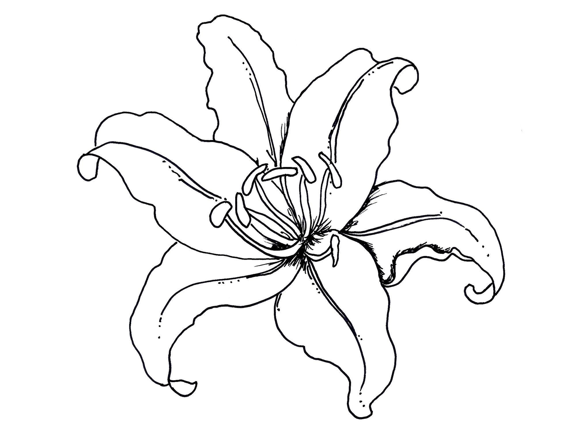 Iris Flower Coloring Page - Coloring Home