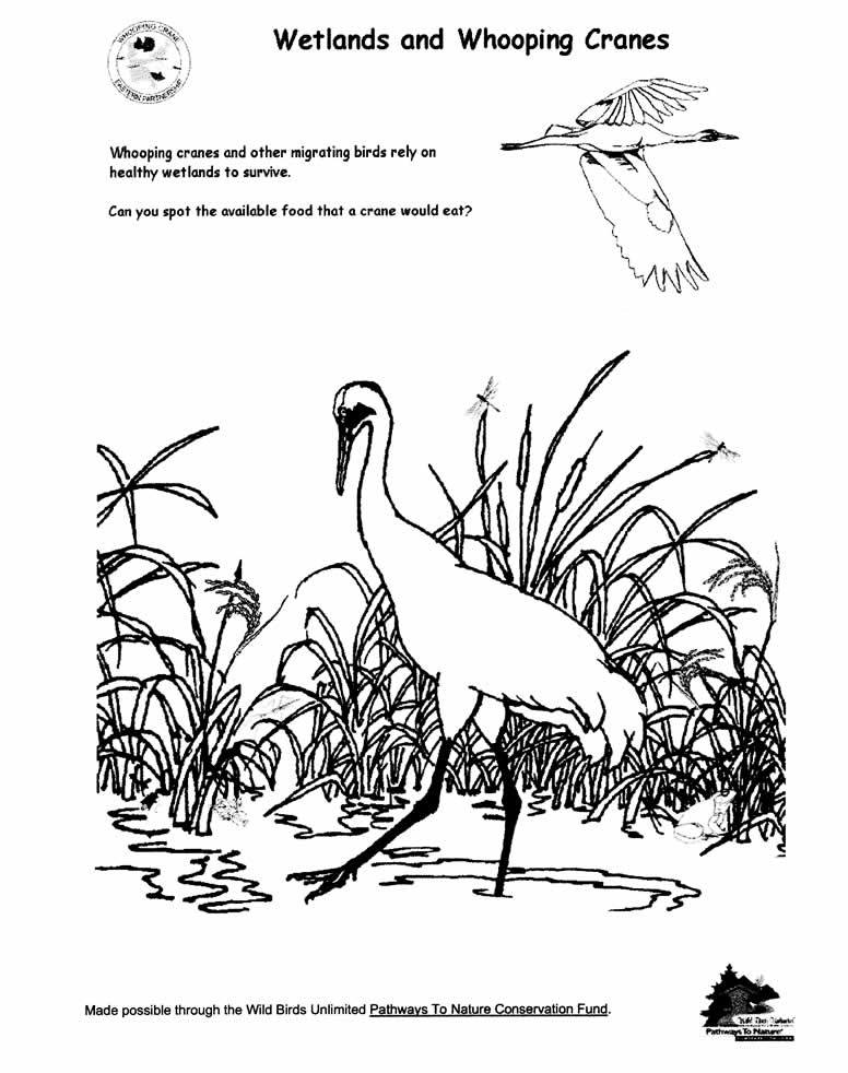 Canku Ota - March 5 2003 - Whooping Crane Coloring Page