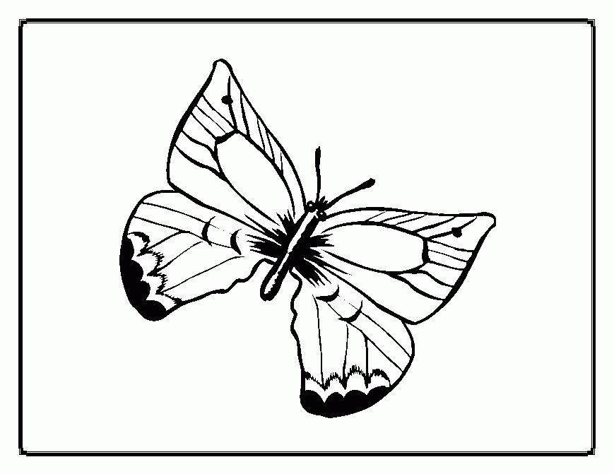 Easy color Butterfly coloring pages | Coloring Pages