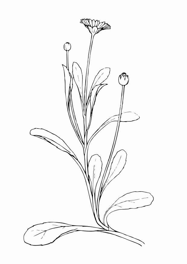 Daisy Flower For Kids To Coloring : New Coloring Pages