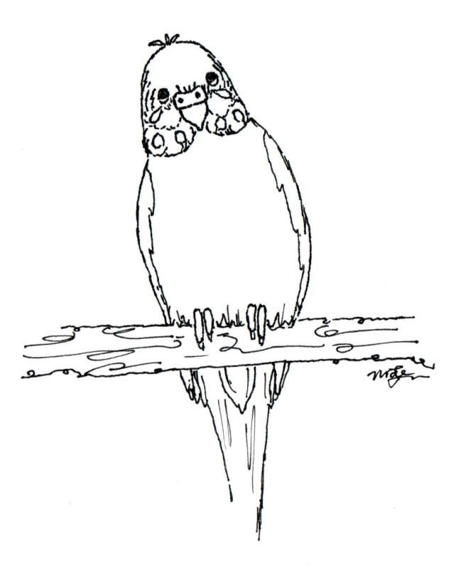Tailfeathers Bird Community