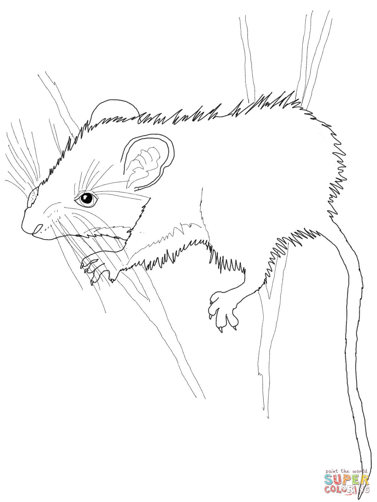 Desert Pocket Mouse coloring page | Free Printable Coloring Pages
