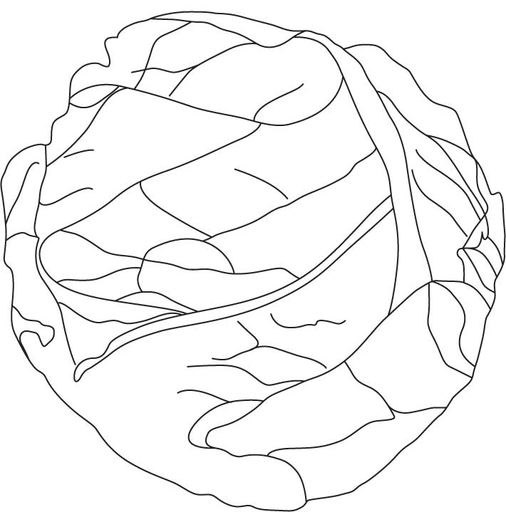 Fresh cabbage coloring pages | Download Free Fresh cabbage 