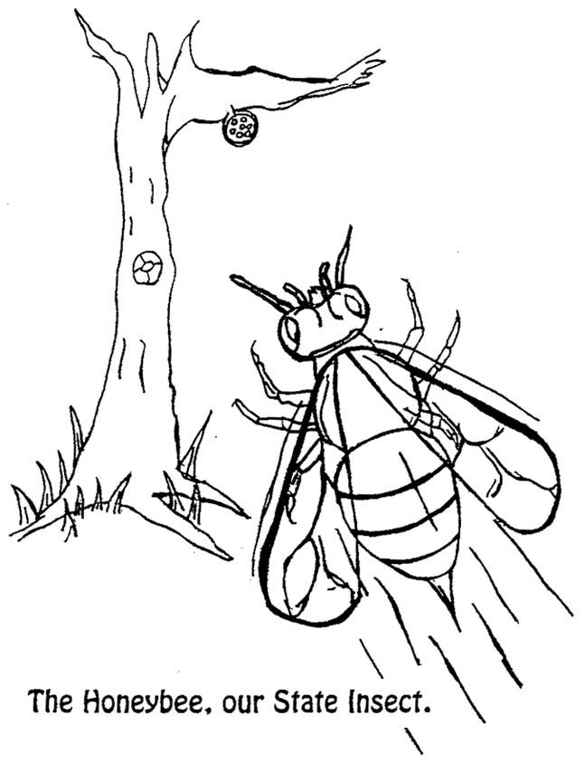 Honeybee - Louisiana State Insect Coloring Page