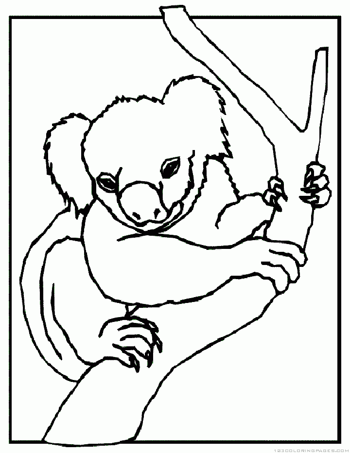 Koala Pictures To Print - Coloring Home