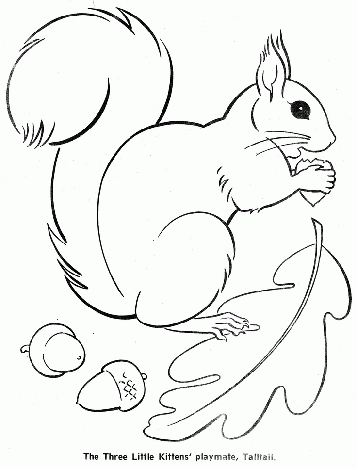 squirrel-template-coloring-home