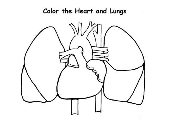 Human Anatomy of Heart and Lungs Coloring Pages | Bulk Color