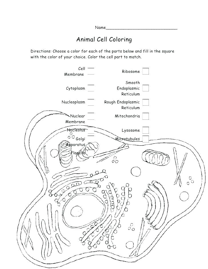 ZF_3083] Detailed Color Diagram Of A Plant Cell Wiring Diagram