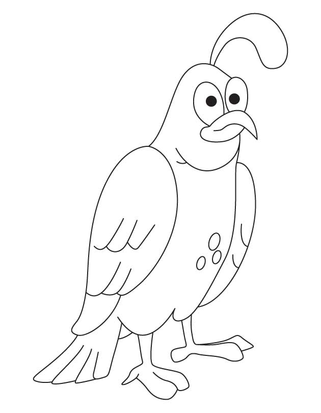 Quail Coloring Pages - Coloring Home