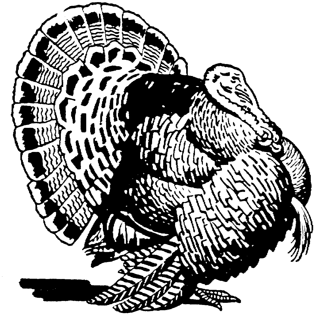 Wild Turkey Coloring Page - Coloring Home