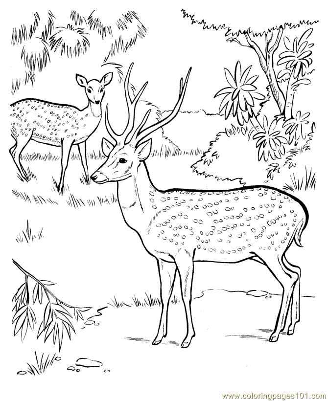 Coloring Pages Deer In jungle (Mammals > Deer) - free printable 