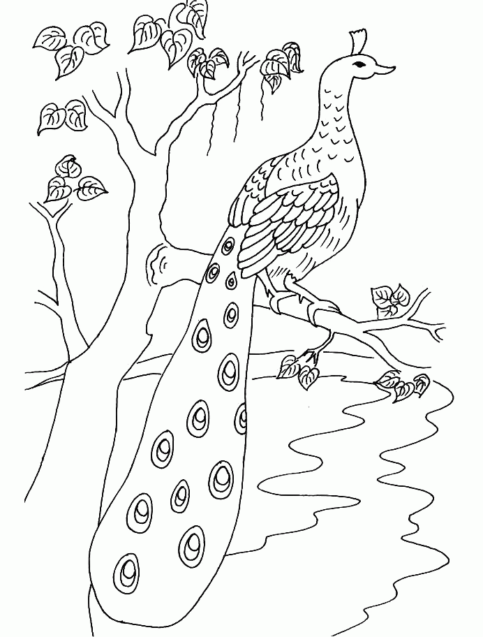 Beautiful Peacock Bird Coloring Pages - Bird Coloring Pages : Free 