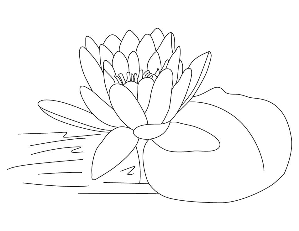 Kids Coloring Download Lotus Flowers Colouring Sheets Printable 