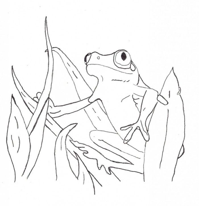 Red Eyed Tree Frog Coloring Page Educations