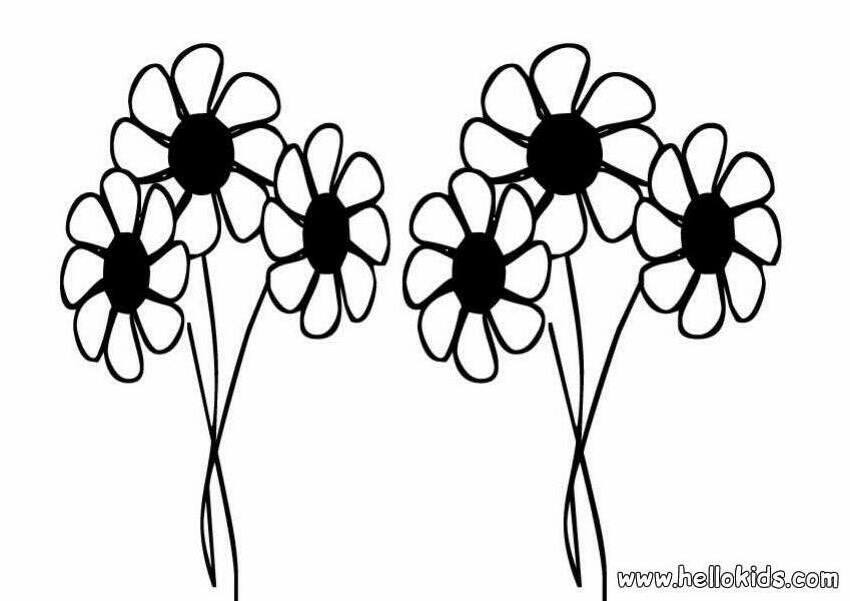 FLOWER coloring pages - Daisy flowers