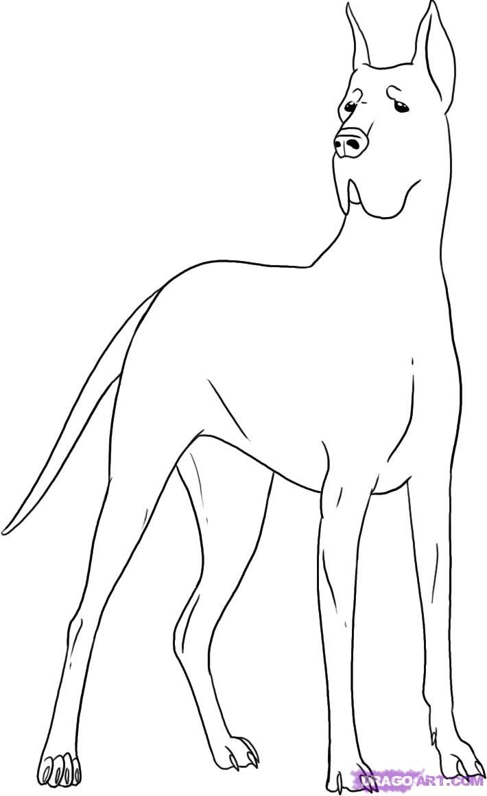 Draw a Great Dane, Step by Step, Drawing Sheets, Added by Dawn ...