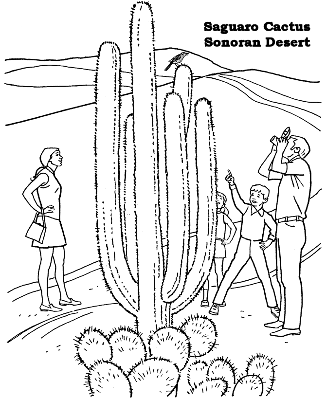sonoran desert coloring page - Clip Art Library
