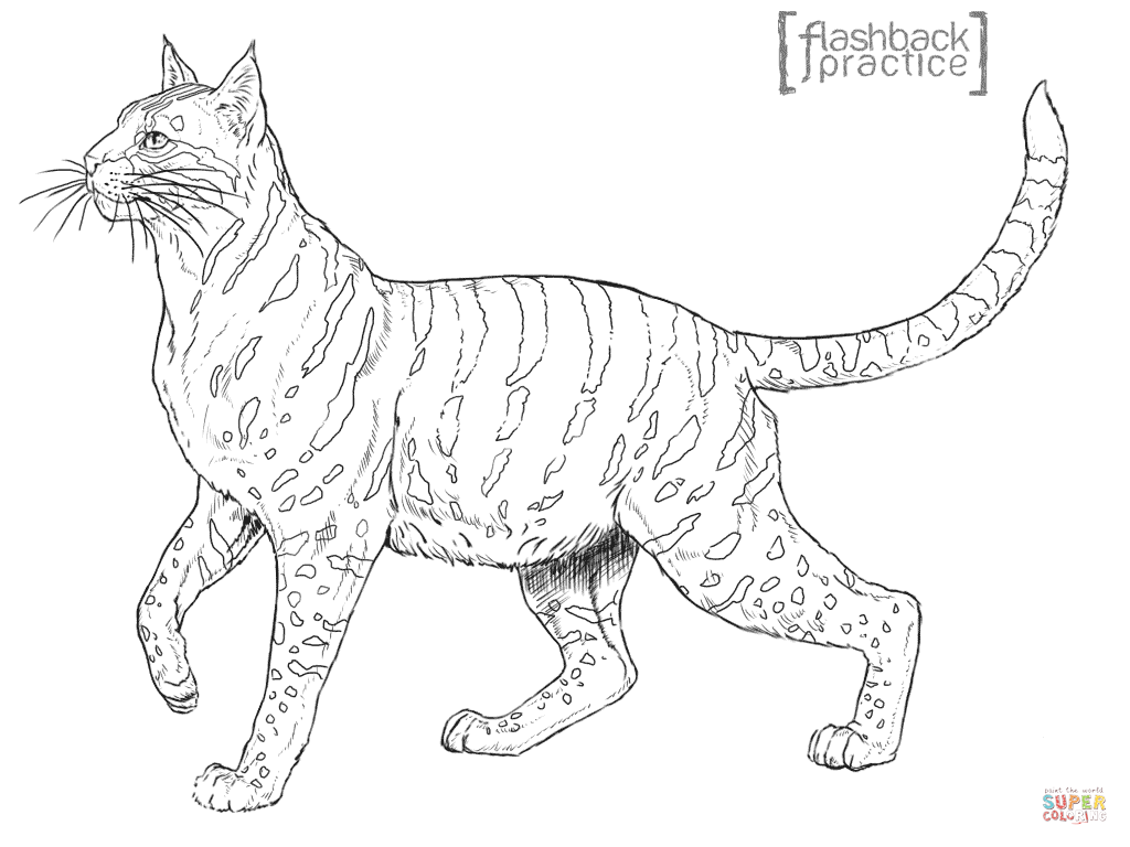 Scottish Wildcat Coloring Page Free Printable Pages Wild Cats