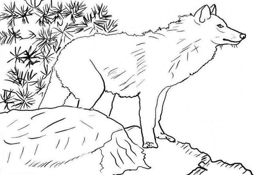 Wolf Coloring Page Free - High Quality Coloring Pages