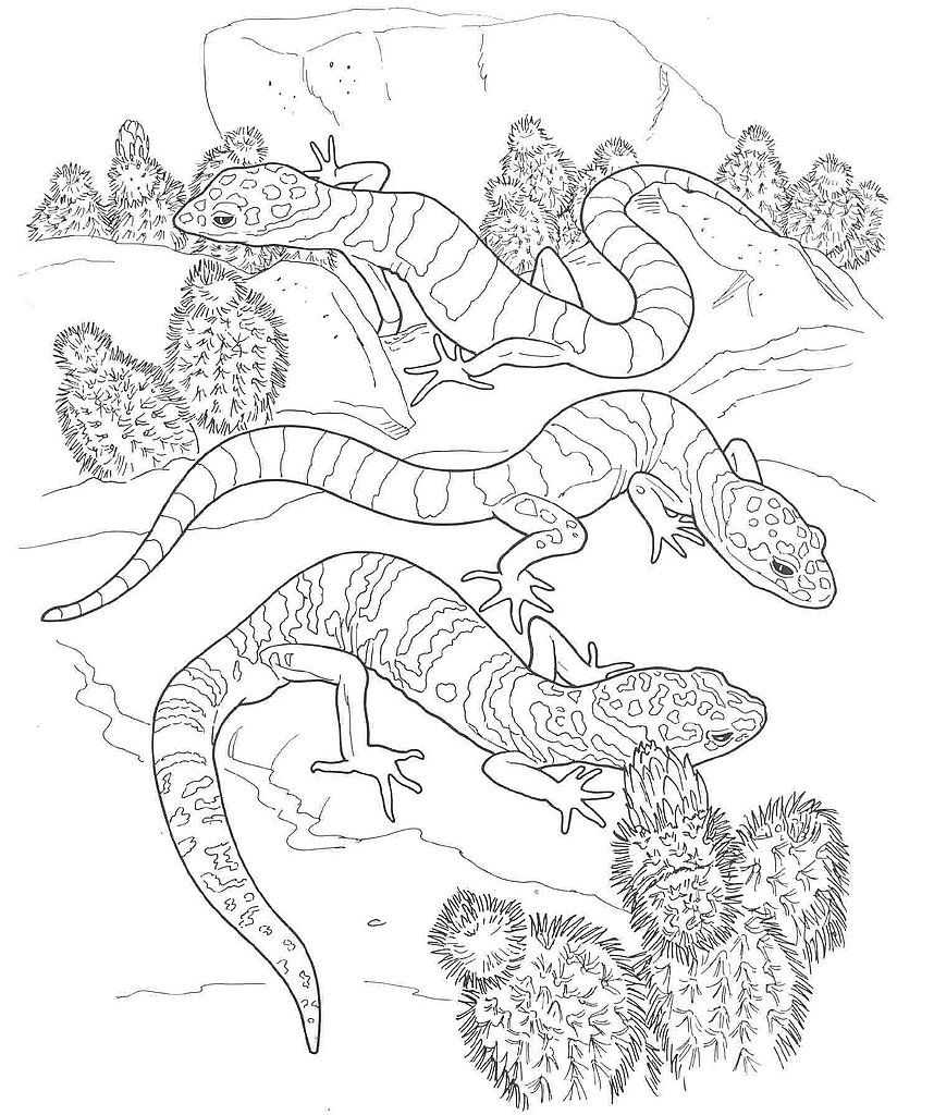 Desert Animals And Plants Coloring Pages - Coloring Page