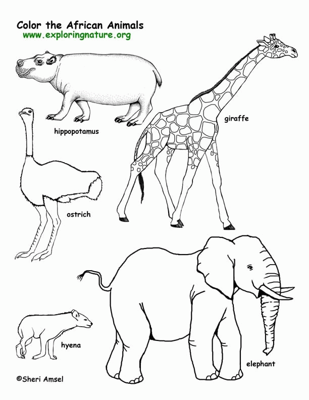 African Safari Animals Coloring Pages - Coloring Pages For All Ages