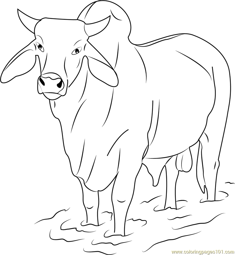 Bull Coloring Pages - 74 Bull Printable Pages And Coloring Sheets
