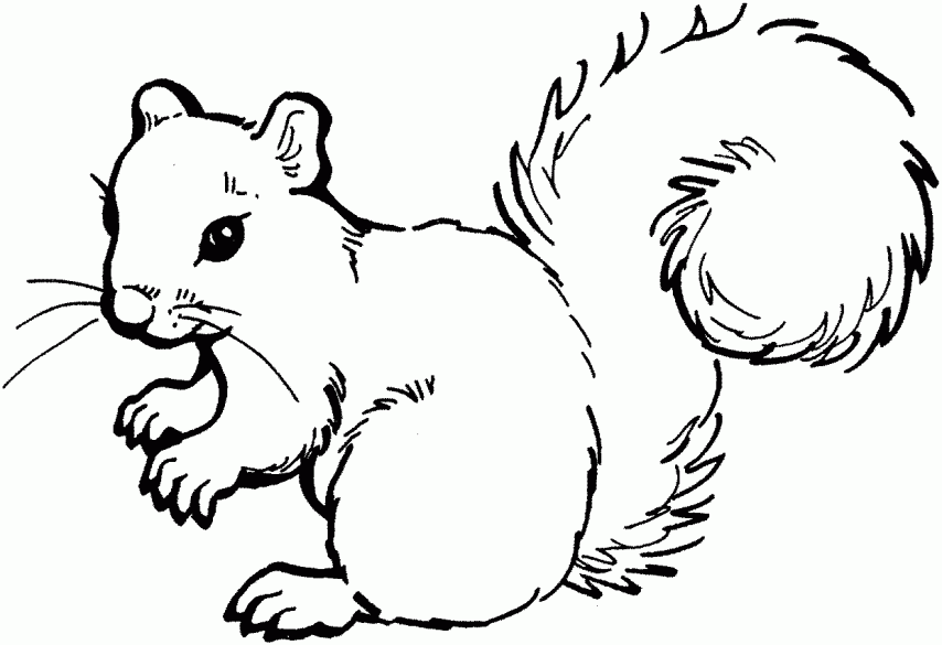 Squirrel Coloring Pages For Preschool Squirrel Coloring Page
