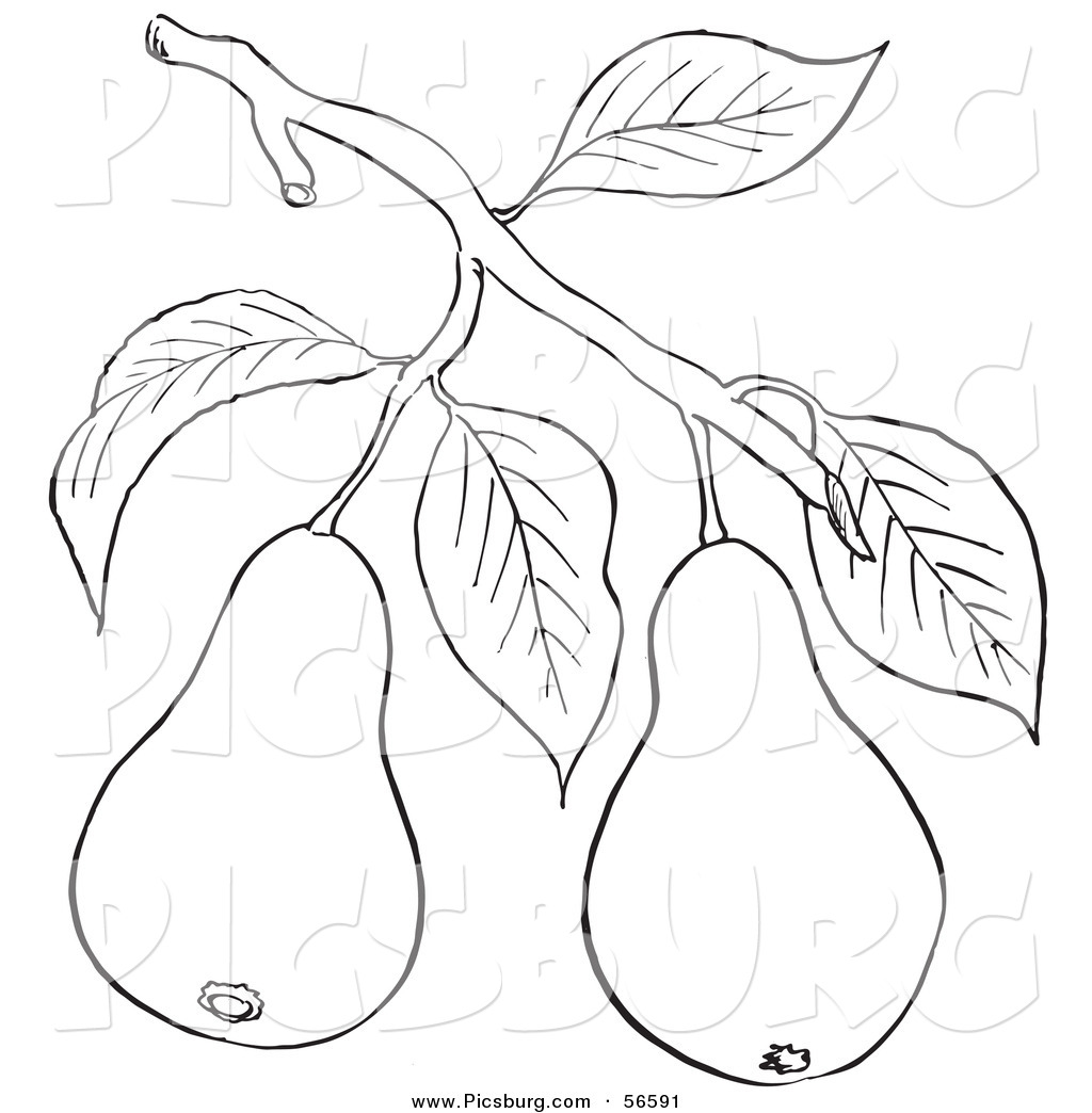 Clip Art of a Coloring Page of a Pear Tree Branch with Fruits by Picsburg -  #56591