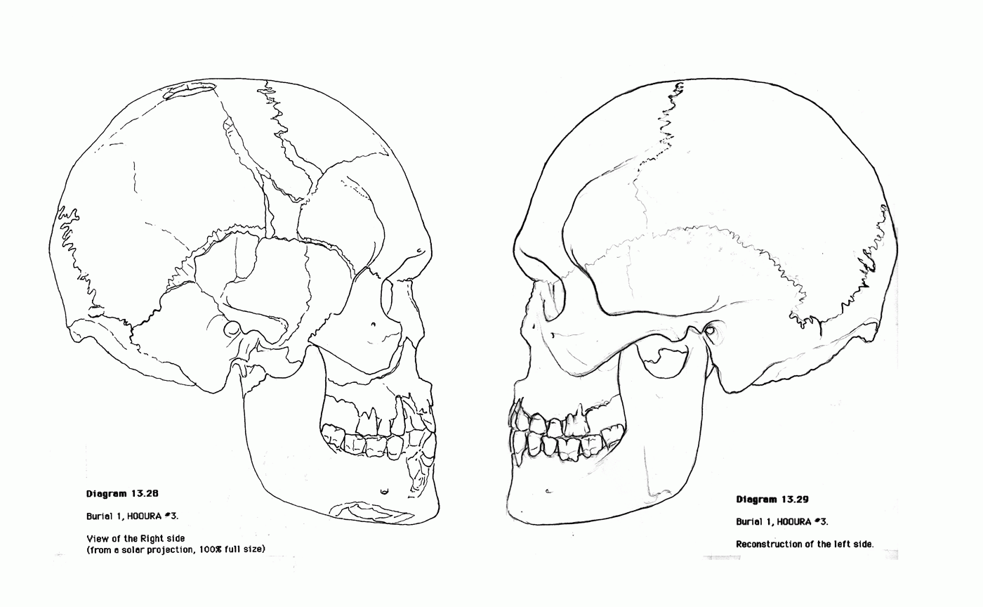 Anatomy And Physiology - Coloring Pages for Kids and for Adults